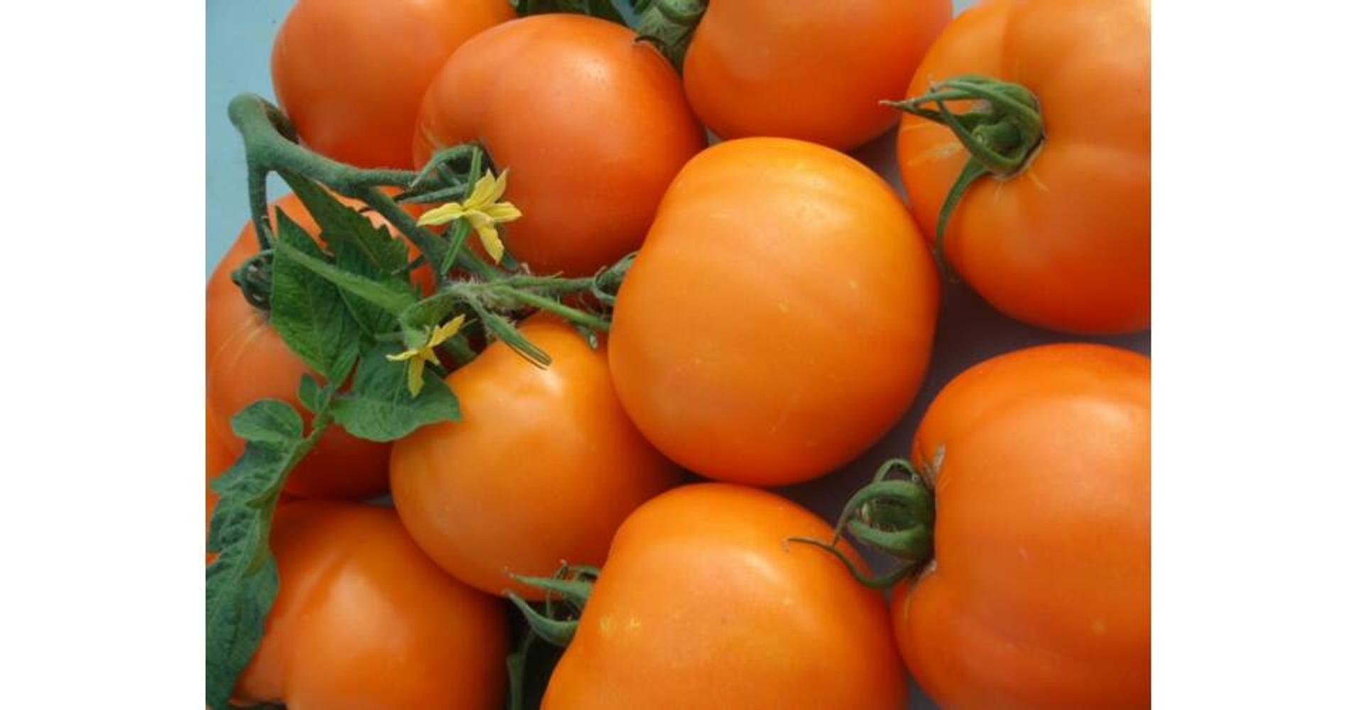 Bendida 250 szem Paradicsom