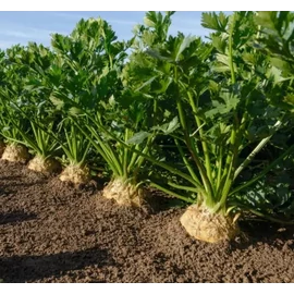 Carla előcsíráztatott, pillírozott 10.000 szem