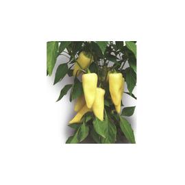 Patak F1 1000 szem
