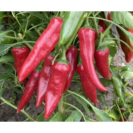 Hajnaltáj F1 1000 szem Hajnaltáj F1 1000 szem