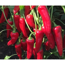 Pirkadat F1 1000 szem Pirkadat F1 1000 szem