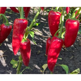 Szilaj F1 1000 szem Szilaj F1 1000 szem