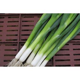 GREEN CHAMP  25.000 szem