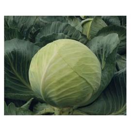 CORONATA F1 2500 szem