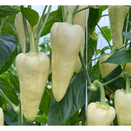 Shelton F1 500 szem Shelton F1 500 szem