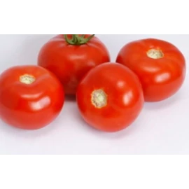 Attiya F1 100 szem