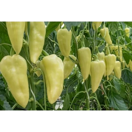 Primalist RZ F1 1000 szem Primalist RZ F1 1000 szem