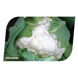 FREEDOM 2500 szem