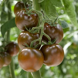 King Creole F1 500 szem