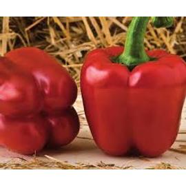 Edison F1  paprika vetőmag 100 szem