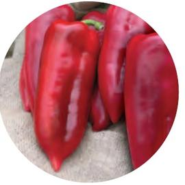 Kaprima F1  paprika vetőmag  1000 szem