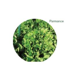 Parmance endívia vetőmag 5000 szem (pillírozott)