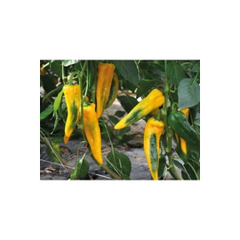 Silyen F1  paprika vetőmag 100 szem