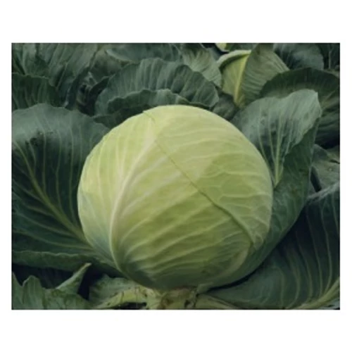 CORONATA F1 2500 szem precíziós