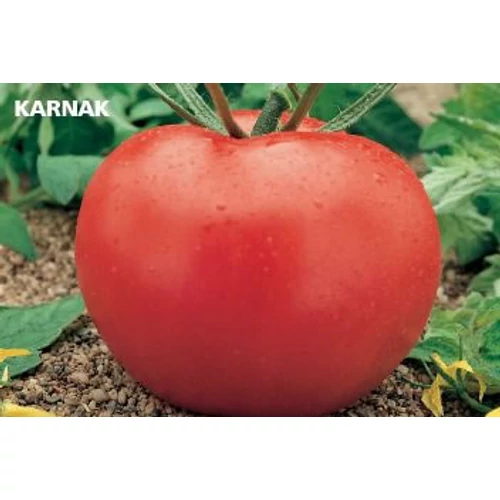 KARNAK F1 250 szem