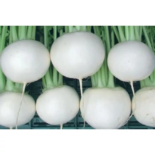 TOKYO WHITE CROSS F1 precíziós 10.000 szem