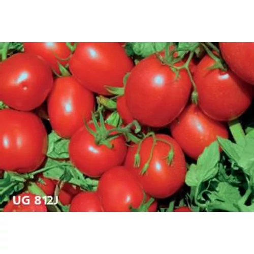 UG 812 J F1 10000 szem