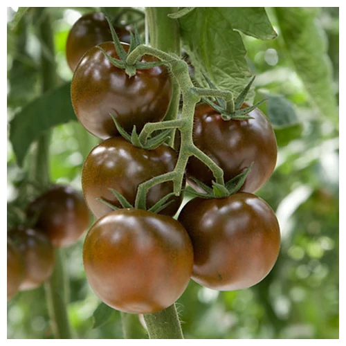 King Creole F1 500 szem