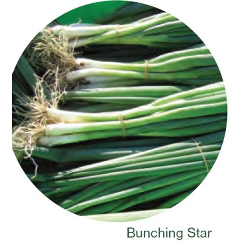 Bunching Star vetőmag 100 000 szem